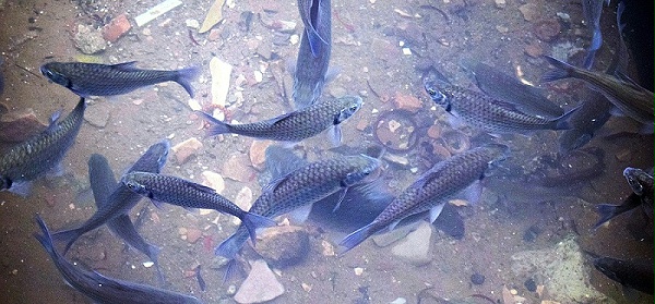 二氧化氯消毒剂02
