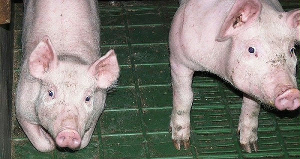 二氧化氯消毒剂02