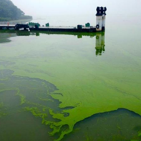 告别藻类与毒素！ 自来水水质安全保卫指南