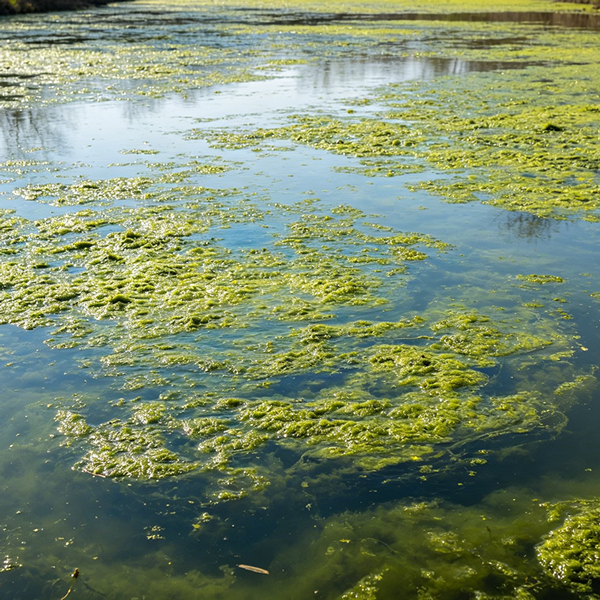 春季自来水厂藻类防控：成因、风险与科学治理全方案