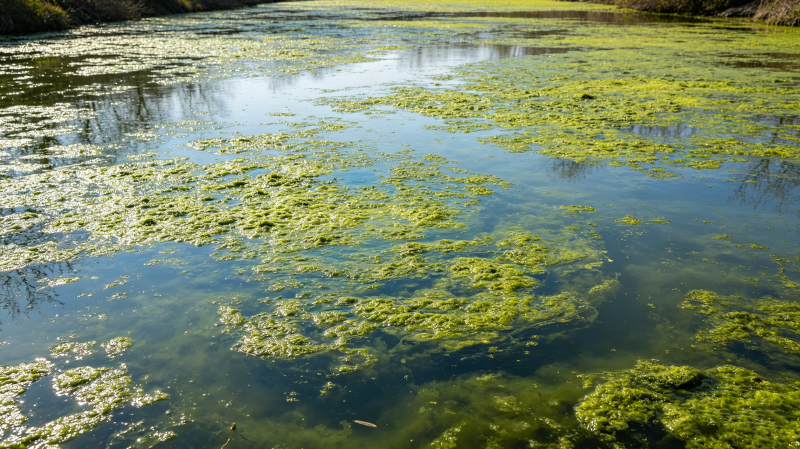 春季自来水厂藻类防控方案优化