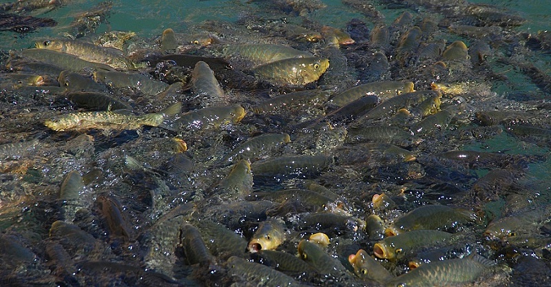 二氧化氯消毒剂02