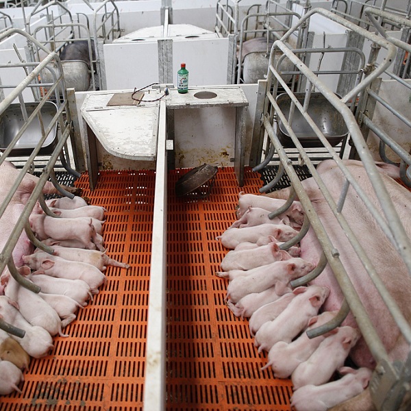 二氧化氯消毒剂在养猪场的应用